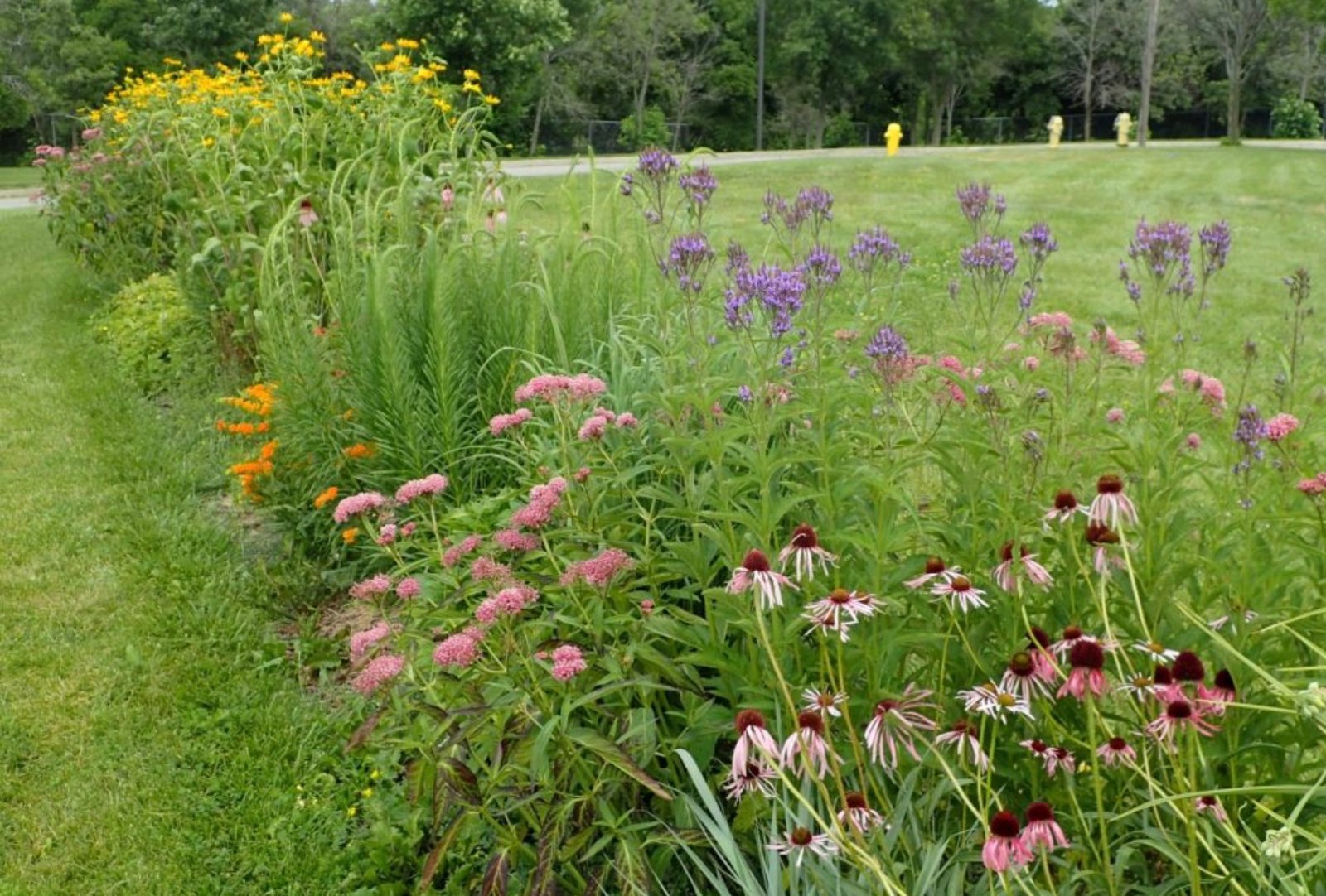 How Weeds Harm Your Plants