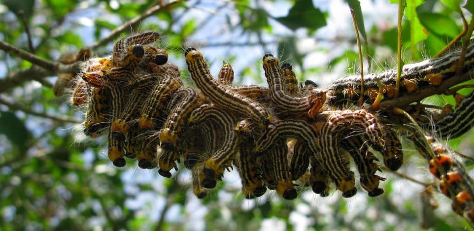 Beyond Pollinator-Friendly: The Hidden Power of Native Host Plants